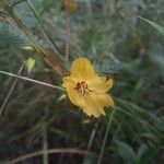 Chamaecrista fasciculata Flower