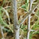 Acacia raddiana പുറംതൊലി