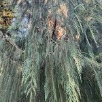 Cupressus cashmeriana Φύλλο