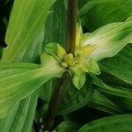 Gentiana punctata Foglia