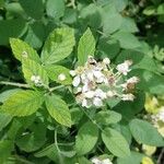 Rubus canescens 花