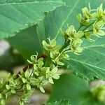 Acer capillipes Flower