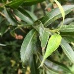 Salix × fragilis Foglia