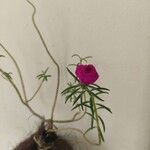 Portulaca pilosa 花