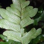 Triplophyllum securidiforme पत्ता