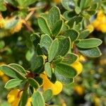 Berberis microphylla Лист