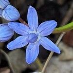 Scilla bifolia Virág