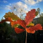 Quercus dentata Leaf