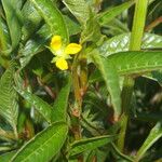 Ludwigia erecta Habit