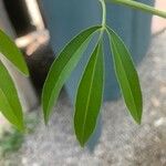 Coreopsis tripteris Leaf