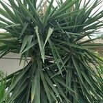 Yucca aloifolia Листок