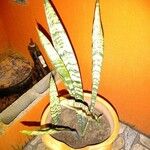 Sansevieria trifasciataЛіст