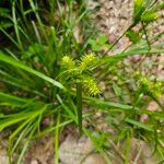 Carex lurida Blatt