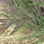 Diplachne fusca Mbuma