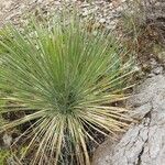 Yucca angustissima Leaf