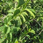 Stephanotis abyssinica Φύλλο