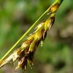 Carex austroalpina Λουλούδι