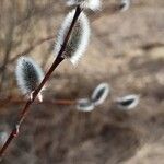 Salix acutifolia Λουλούδι