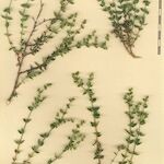 Paronychia suffruticosa Otro