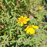 Tagetes lemmonii Kwiat