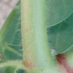 Euphorbia marginata പുറംതൊലി