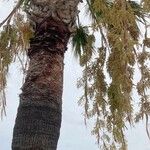 Washingtonia filifera Bark