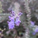 Echium vulgare花