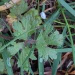 Ranunculus bulbosus ᱥᱟᱠᱟᱢ