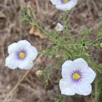 Nierembergia linariifolia Flower