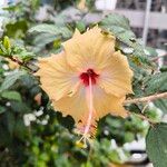 Hibiscus arnottianus 花
