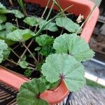 Althaea hirsuta Folha