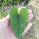 Camonea umbellata Leaf