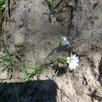 Cerastium arvenseFlower