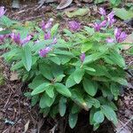 Polygala californica 整株植物