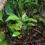 Dorstenia psilurus Hábito