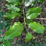 Ilex pedunculosa Leaf