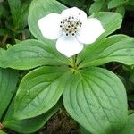 Cornus canadensis 花