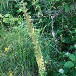 Orchis anthropophora Habit