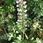 Acanthus mollisКвітка