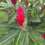 Alpinia purpurata Flower