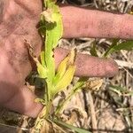 Helenium microcephalum Leaf