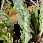 Achillea nana 葉