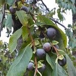 Diospyros lotus Fruit