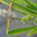 Sparganium emersum Fula