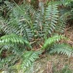 Asplenium boltonii Habit