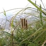 Carex pseudocyperus Fruit