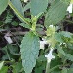 Stachys annua Leaf