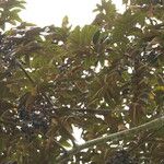 Pachylobus pubescens Frukto