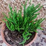 Crassula muscosa Листок