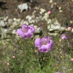 Agalinis edwardsiana Habitatea
